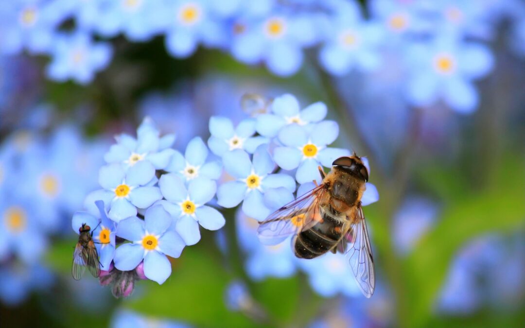 Outdoor Living Spaces – Grow a Pollinator Garden